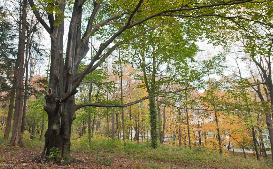 Hadwen Arboretum, United States